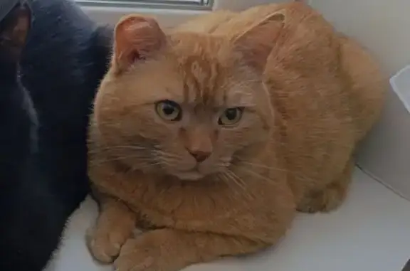 Кошки потеряшки, , фото: Потеряшка кот в Нягани, Югра