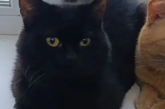 Кошки потеряшки, , фото: Потеряшка черная кошка, Нягань, ХМАО-Югра