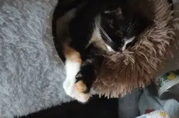 Найдена кошка, Нижегородская область, фото: Котенок найден в Сормово, Нижний Новгород