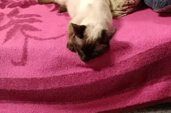 Найдена кошка, Камешково, фото: Сиамская кошка найдена на Молодёжной, 2