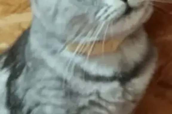 Кошки потеряшки, Кабардинка, фото: Потеряшка кошка на Строительном, 3, Краснодар