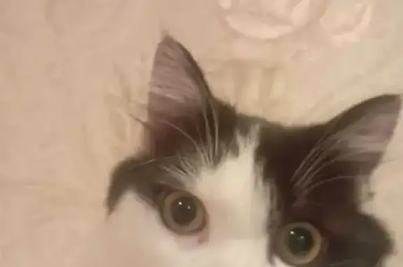 Кошки потеряшки, Воронеж, фото: Потеряшка кошка, ул. Перевёрткина 42А