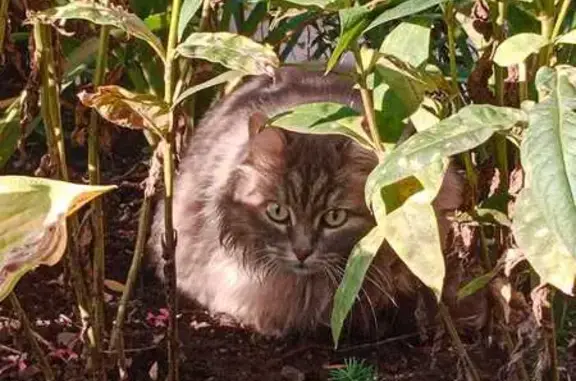 Кошки потеряшки, Томск, фото: Потеряшка кошка, пер. Ботанический, Томск