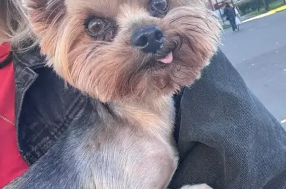 Найдена собака, Братиславская ул., Москва