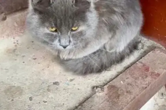 Найдена кошка, ул. Д. Донского, 40, Уфа