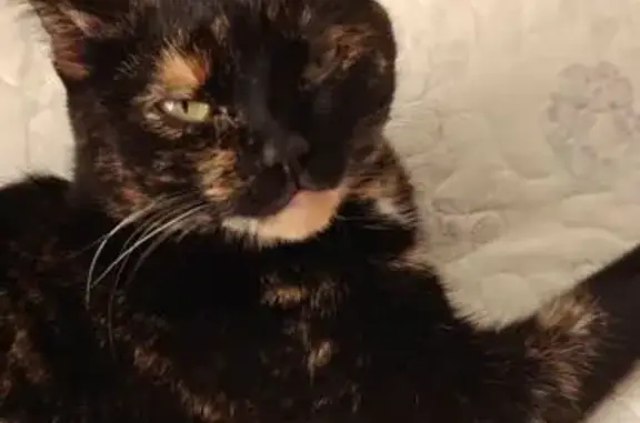 Найдена кошка, Новосибирск, фото: Кошка найдена: Ипподромская 32/4, Нск