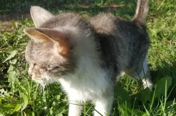 Найдена кошка, , фото: Кошка найдена в Кощаковском, Татарстан