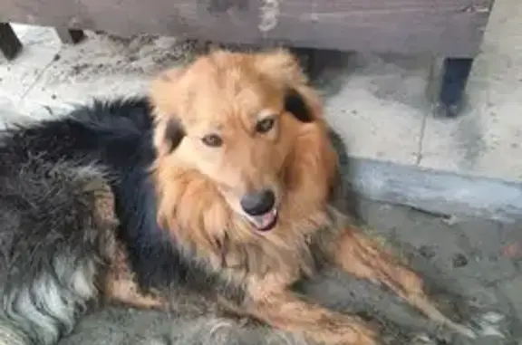 Собаки потеряшки, , фото: Потеряшка собака, Казань, Татарстан