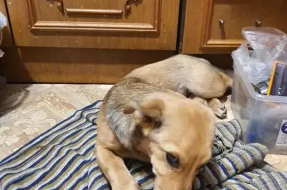 Найдена собака, Воронежская область, фото: Щенок найден под Семилукским мостом, Воронеж