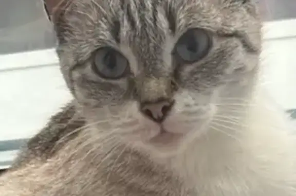 Пропала кошка, ул. Перелёта, 33, Омск