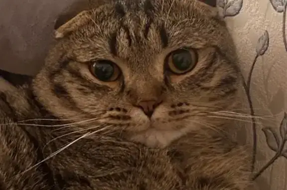 Пропала кошка, ул. Федосеева 57А, Лысьва