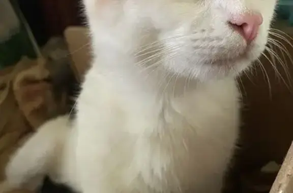 Пропала кошка, Набережная ул. 77, В. Устюг