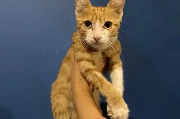 Найдена кошка, Якутск, фото: Котенок найден: ул. Каландаришвили, 29