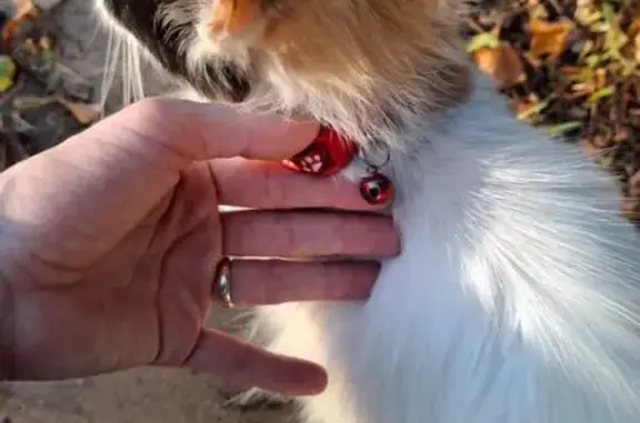 Кошка найдена на ул. Коперника, Москва