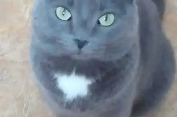 Кошки потеряшки, Оренбург, фото: Потеряшка кошка Соня, Беляевская 15/1