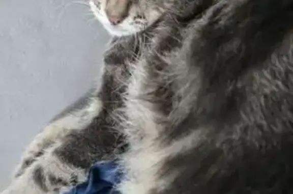 Кошки потеряшки, Натухаевская, фото: Потеряшка кошка, ул. Калинина, 65, Натухаевская