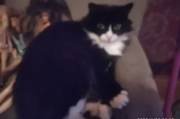 Кошки потеряшки, , фото: Потеряшка кошка, ул. Ворошилова, 49, Ижевск