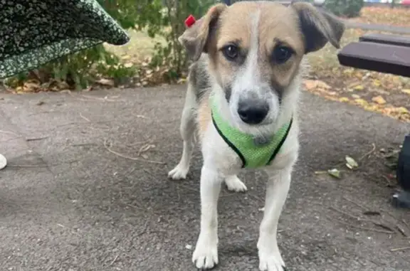 Найдена собака, Северная ул., Краснодар