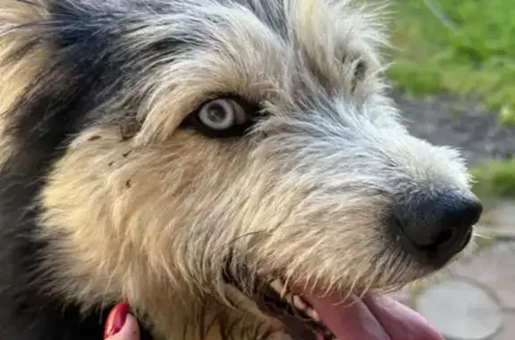 Собака найдена: ул. 28 Июня, 38А, Ногинск