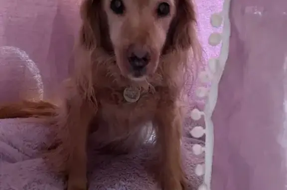 Пропала собака, район Селижарово, Тверь