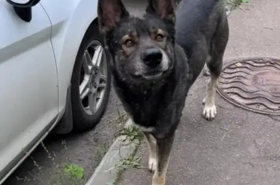 Собака найдена на ул. Никулинская, Москва