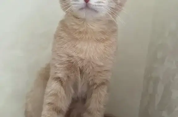 Кошки потеряшки, Грозный, фото: Потеряшка кошка, ул. Декабристов, Грозный