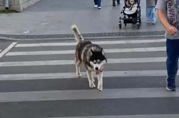 Собака на проспекте Революции, 22, Воронеж