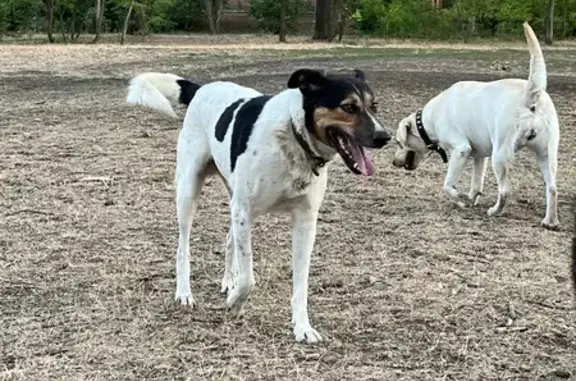 Собака найдена: Ставропольский пер., 1