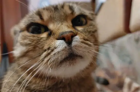 Пропала кошка, ул. Шубиных 6, Иваново