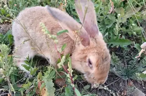 Кролик у лестницы, Поречная ул., Москва