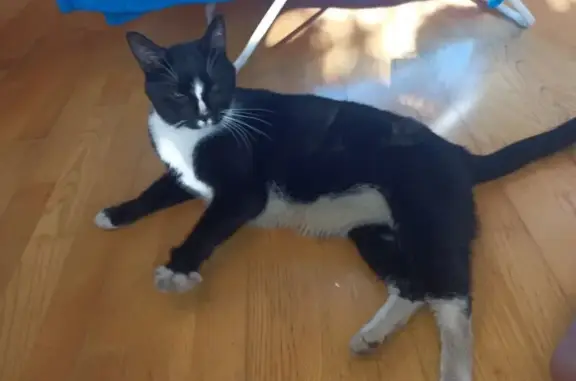 Найдена кошка, Санкт-Петербург, фото: Найдена кошка: Васи Алексеева 10/13, СПб