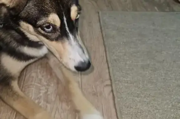 Найдена собака, Омск, фото: Собака найдена: 24-я Северная, 93 к2, Омск