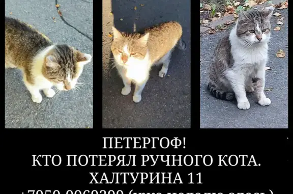 Найдена кошка, Петергоф, фото: Кошка найдена на ул. Халтурина, 11, Петергоф