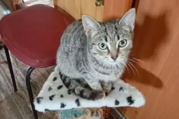 Найдена кошка, Екатеринбург, фото: Кошка найдена, ул. Бахчиванджи, 20А