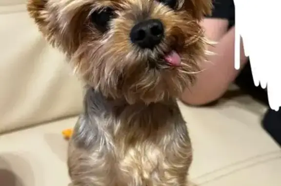 Собаки потеряшки, Королёв, фото: Потеряшка собака Нокшерский терьер, ул. Кутузова 26А, Королёв