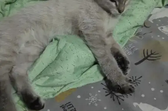 Кошка найдена: Байкальская 1А, Кемерово