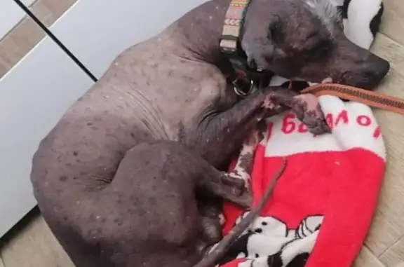 Найдена собака, Санкт-Петербург, фото: Собака найдена на ул. Маршала Казакова