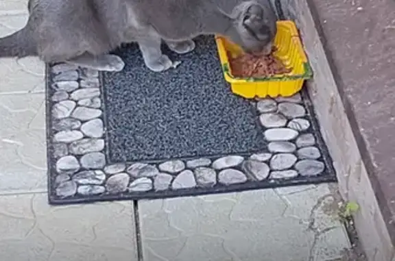 Найдена кошка, Московская область, фото: Найдена кошка, Серый, МО