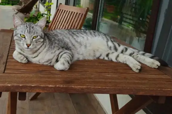 Кошки потеряшки, Пенза, фото: Потеряшка кошка, Летняя ул. 4, Пенза