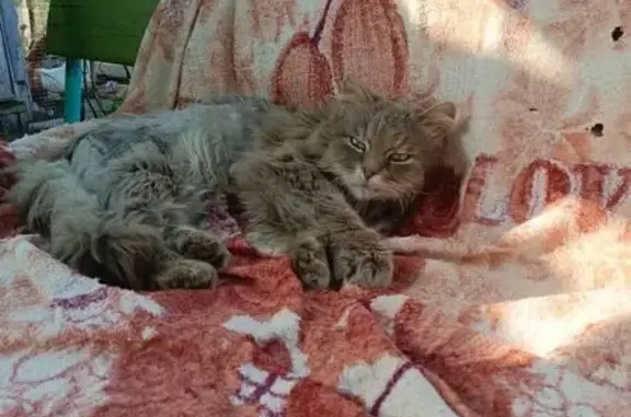 Пропала кошка, Советская ул., Мичуринск