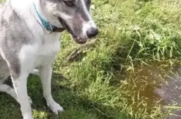 Собаки потеряшки, Екатеринбург, фото: Потеряшка собака Кира, Переходный пер., 8Б