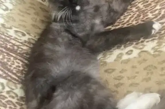 Кошки потеряшки, Иркутск, фото: Потеряшка кошка, Берёзовая ул., Иркутск