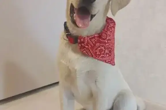 Пропала собака, Батумская ул., Мариуполь