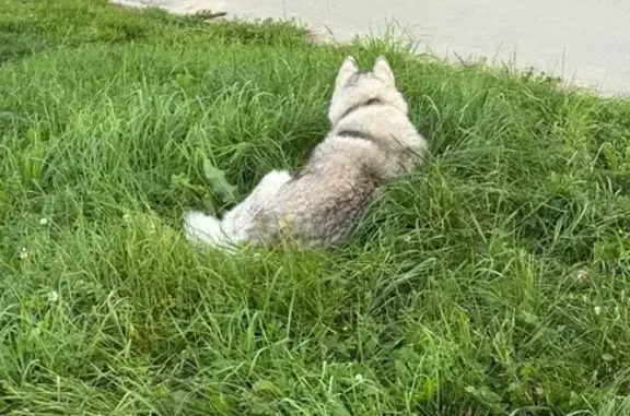 Хаски найдена: 46К-2230, Красная Пахра