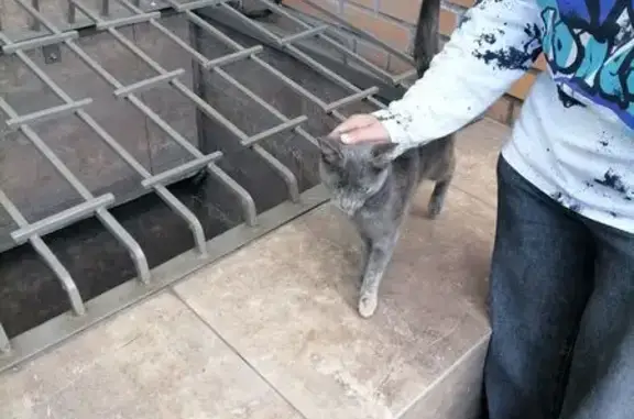 Найдена кошка, Красноярск, фото: Кошка найдена на Шёлковой, Красноярск