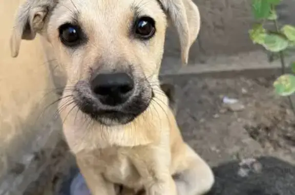 Пропала собака Луна, Строгоновка, Крым