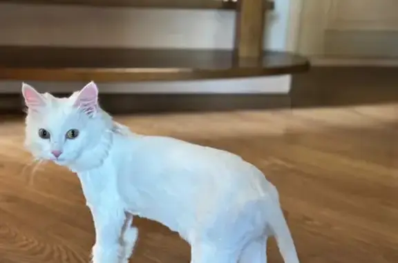 Кошки потеряшки, , фото: Потеряшка кошка, Ленинский, ул. Фестивальная