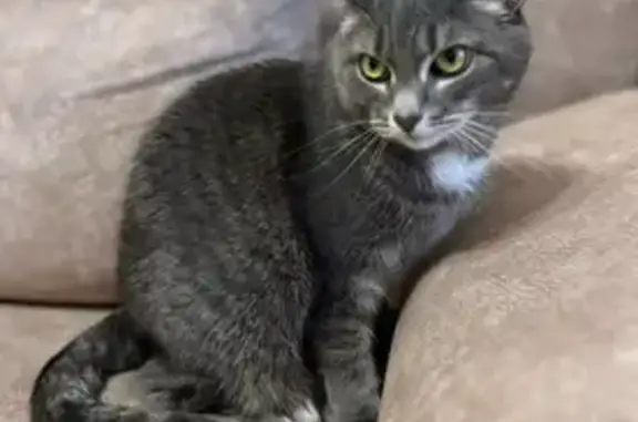 Кошки потеряшки, Казань, фото: Потеряшка кошка, ул. Генерала Ерина, Казань