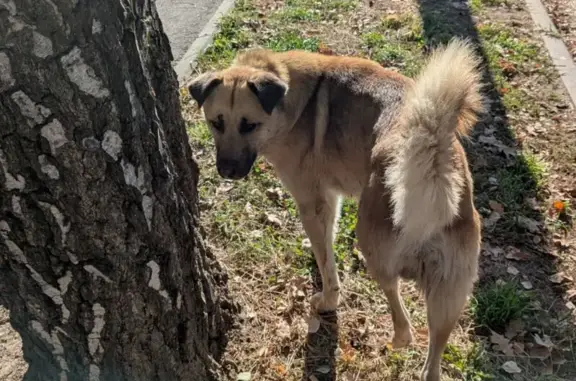 Найдена собака, ул. Калинина, Тула