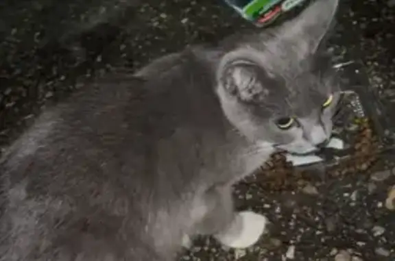 Кошка найдена: ул. Софьи Перовской, 48